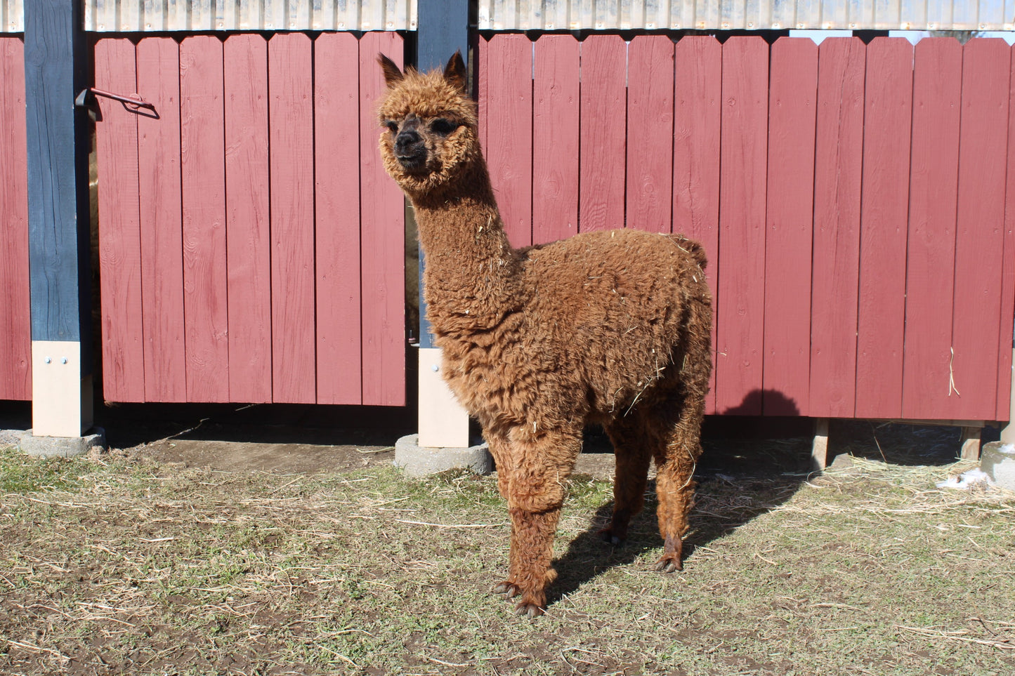 Alpaga Miss Aupéra du DNA