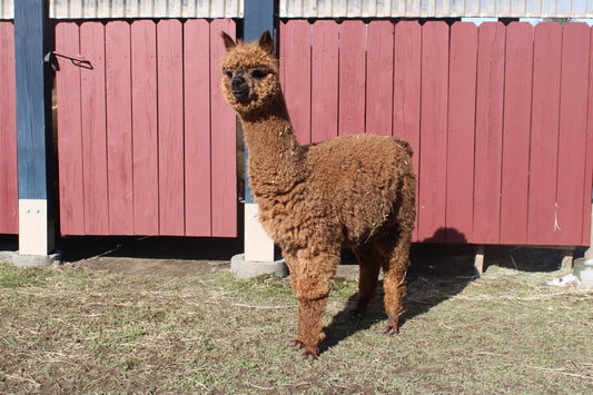 Alpaga Miss Aupéra du DNA