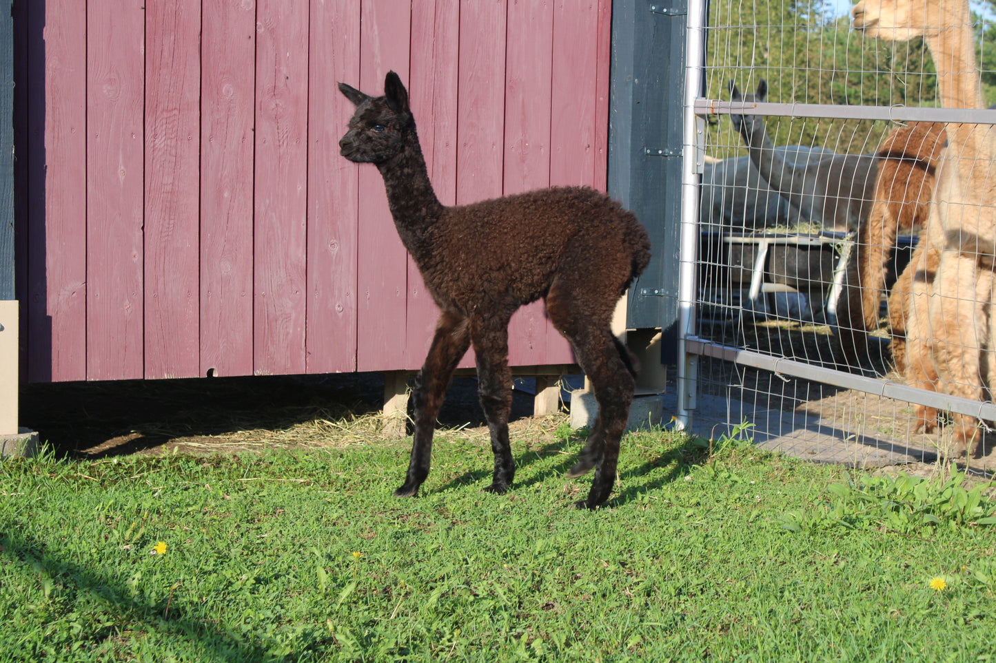 Alpaga Miss Aybony du DDNA