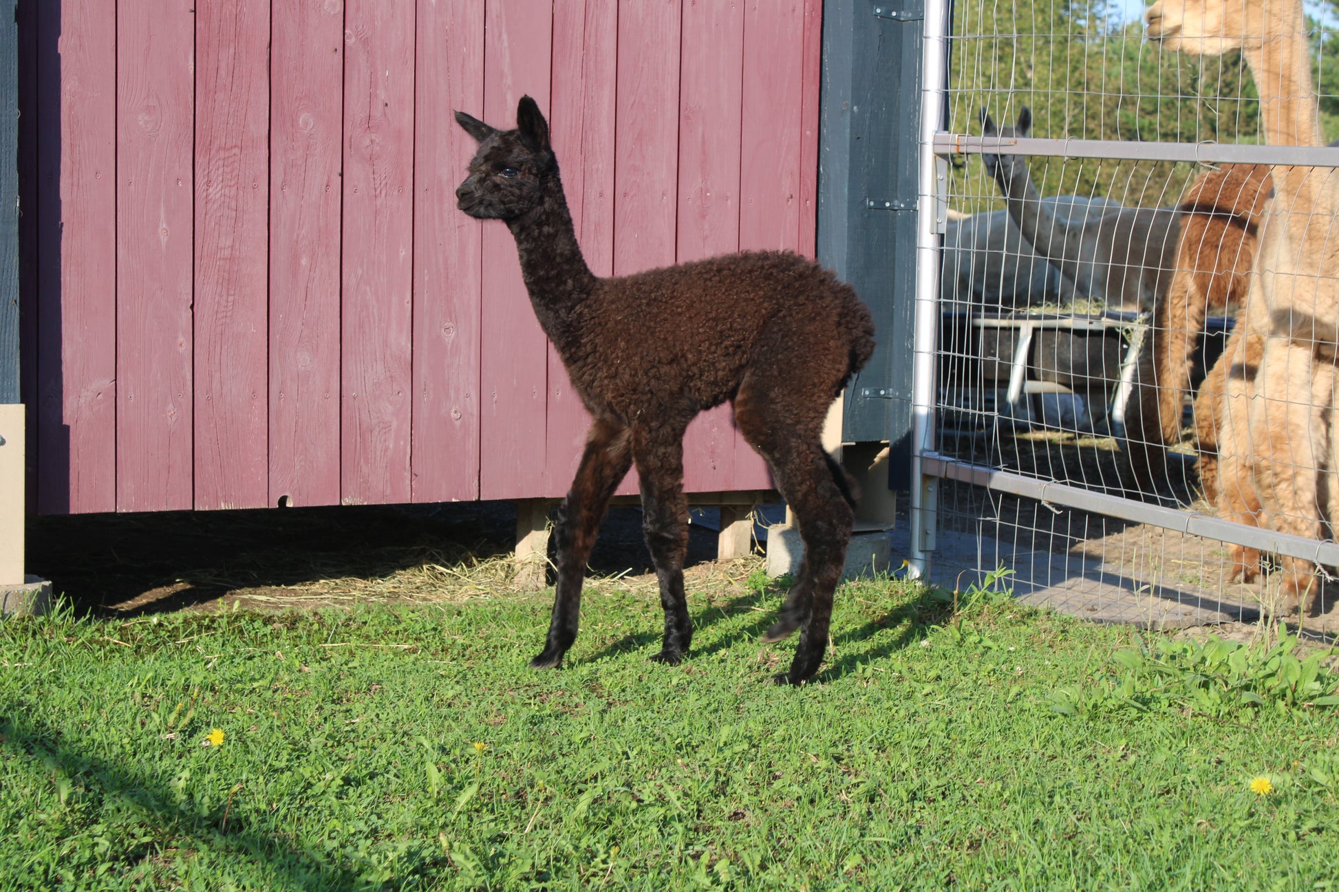 Alpaga Miss Aybony du DDNA