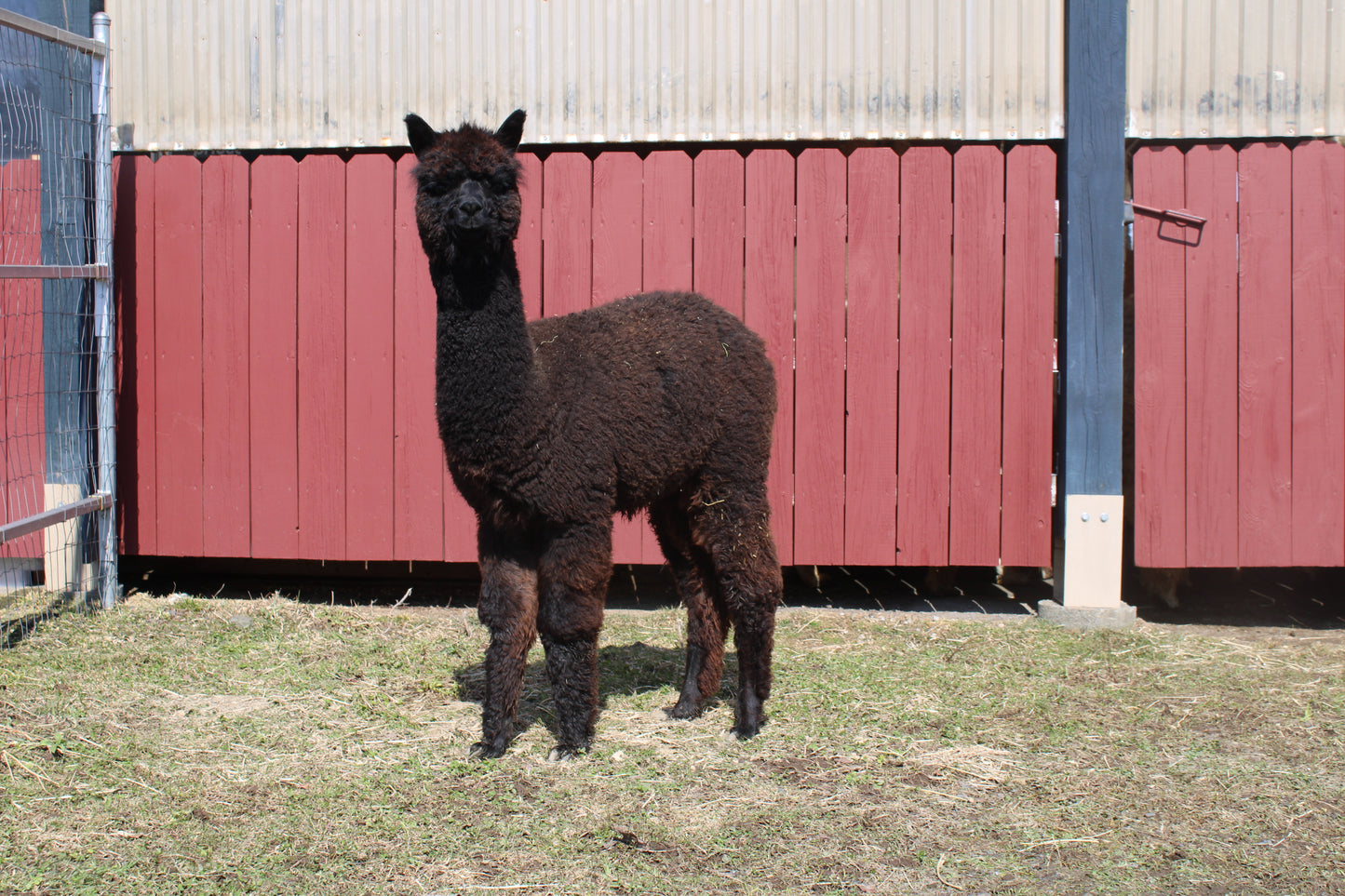 Alpaga Miss Aybony du DNA