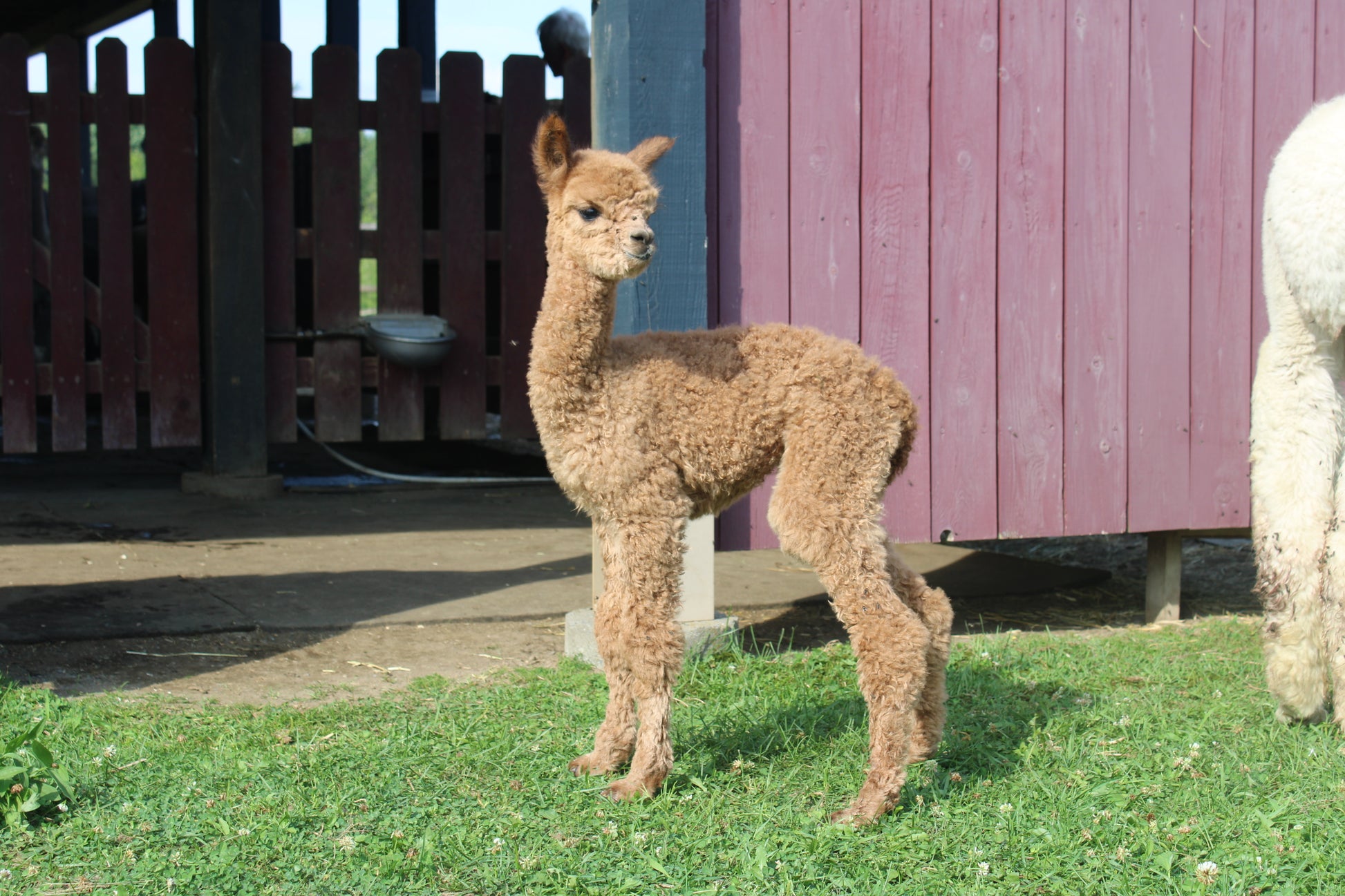 Alpaga Noble Absolute du DNA