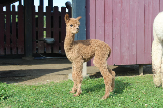 Alpaga Noble Absolute du DNA