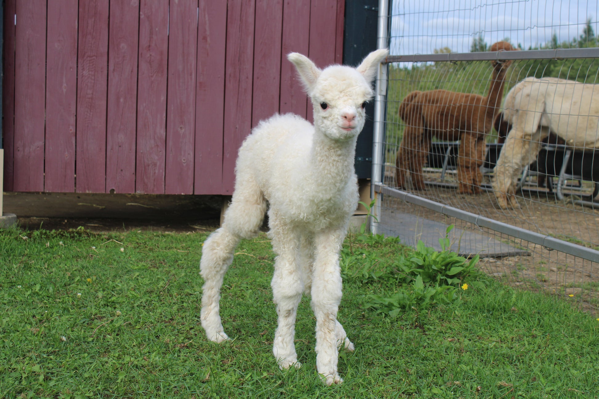 Alpaga Noble Arfang du DNA