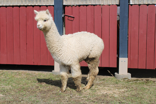 Alpaga Noble Aucean's Eleven du DNA