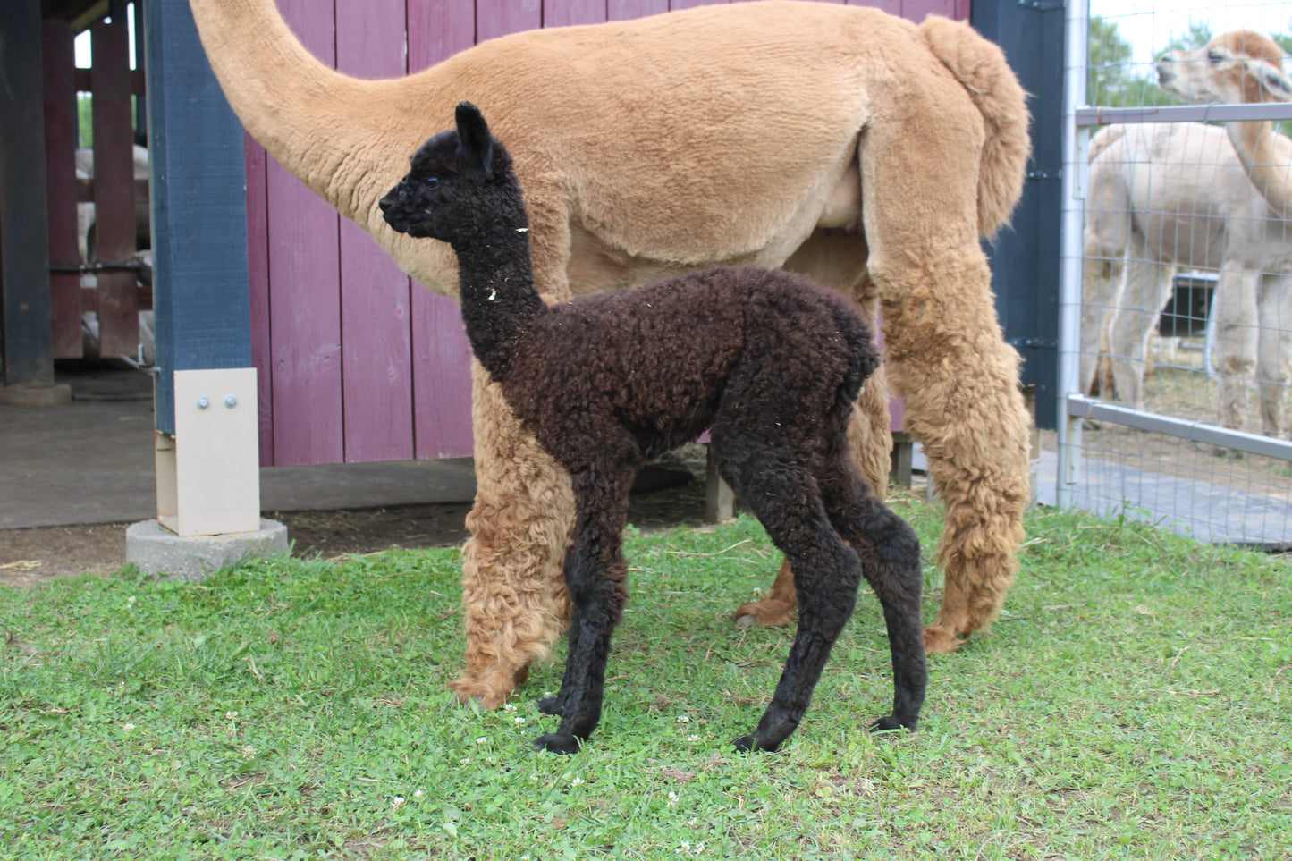 Alpaga Noble Aunyx du DNA