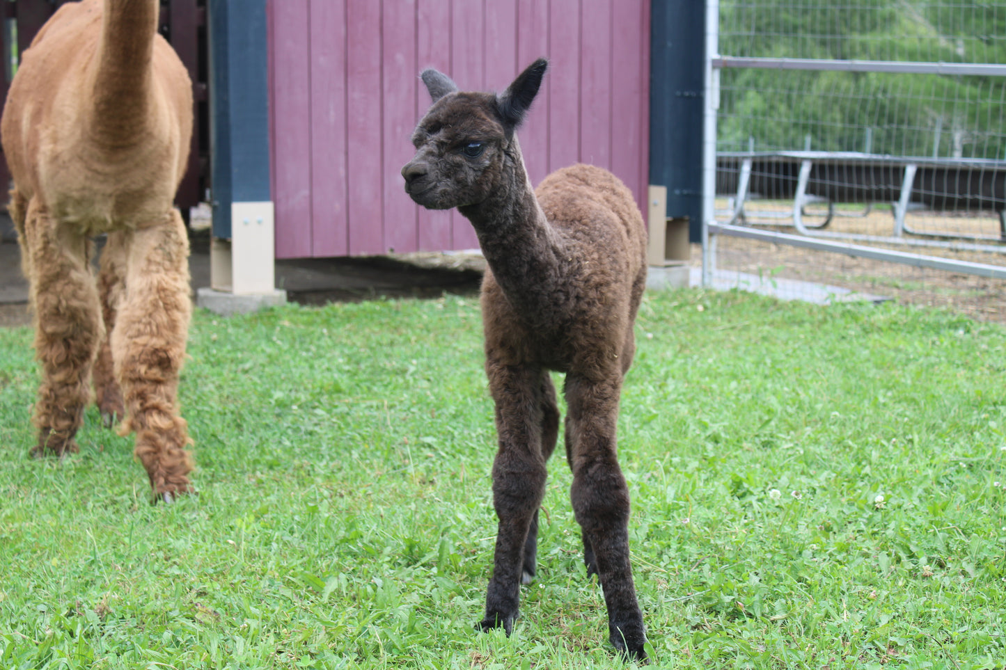 Alpaga Noble Ayclipse du DNA