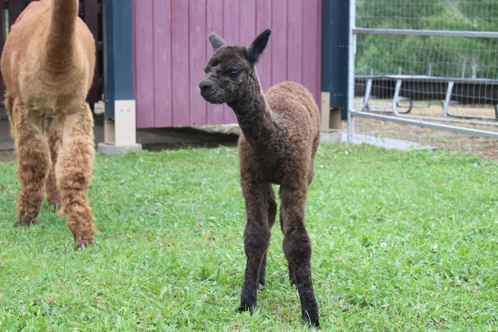 Alpaga Noble Ayclipse du DNA