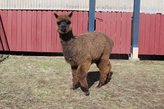 Alpaga Noble Ayclipse du DNA