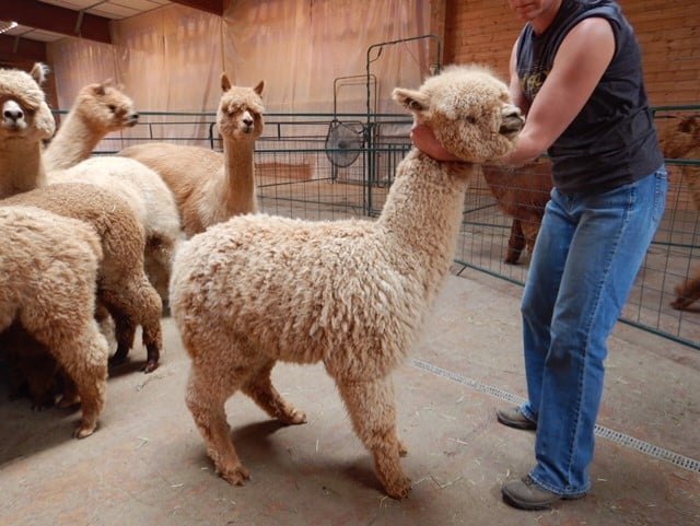 Alpaga Snowmass Bethany Bells du DNA