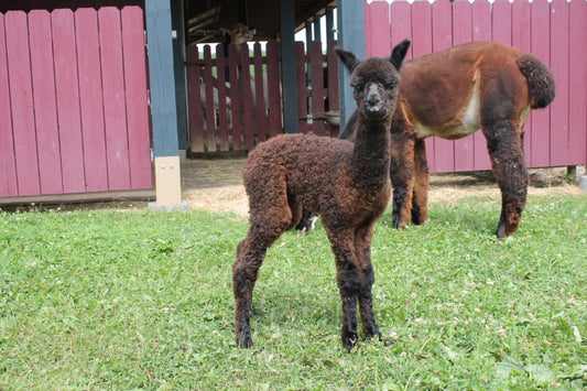 Miss Andean Shadow du DNA