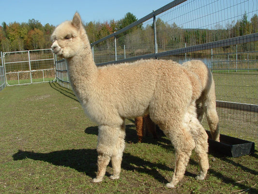 Lady Azira du DNA