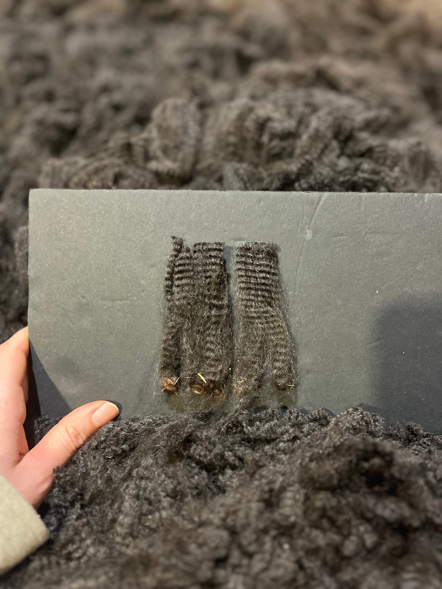 Noble Andean Treasure du DNA