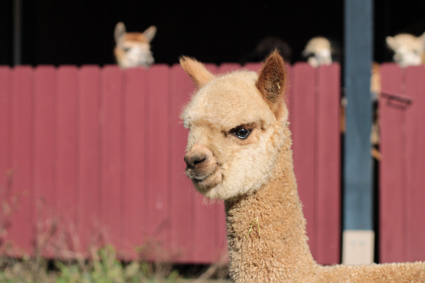 Noble Aucean Gale du DNA