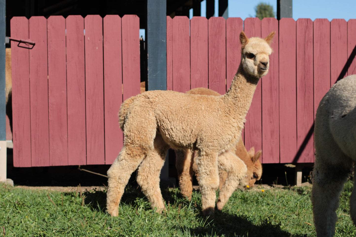 Noble Aucean Gale du DNA