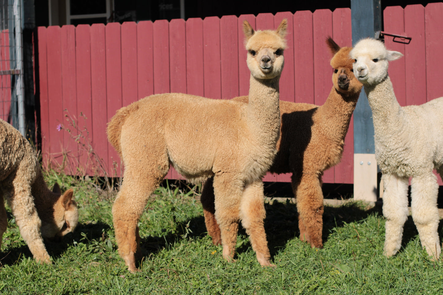 Noble Aerosmith du DNA