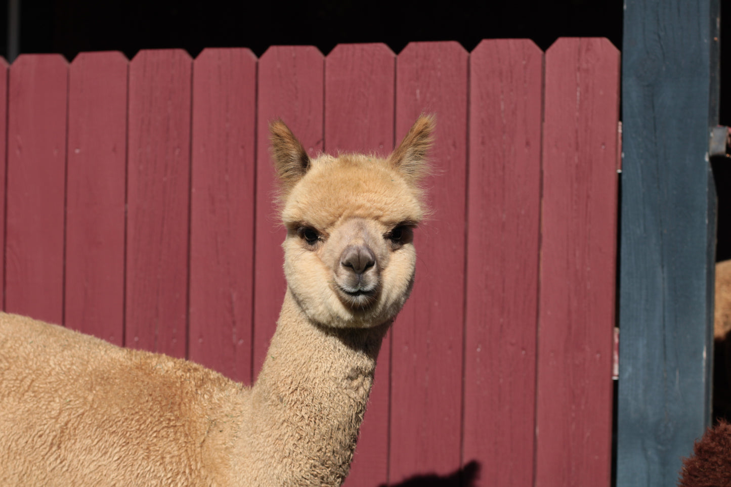 Noble Aerosmith du DNA