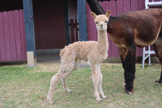 Miss Andean Sunrise du DNA