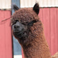 Noble Andean Midnight du DNA