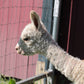 Miss Ayliotte du DNA