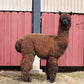 Noble Andean Midnight du DNA