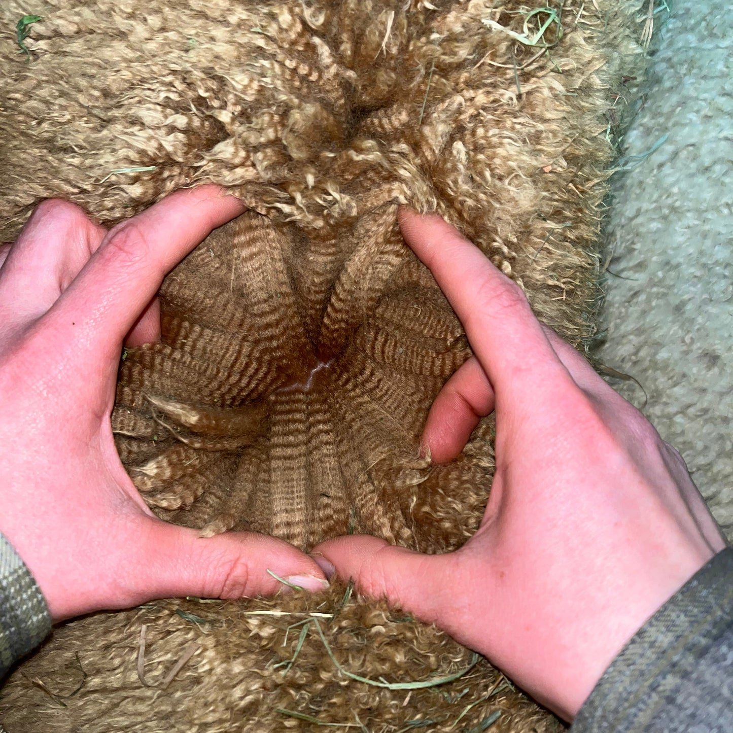 Noble Aerosmith du DNA