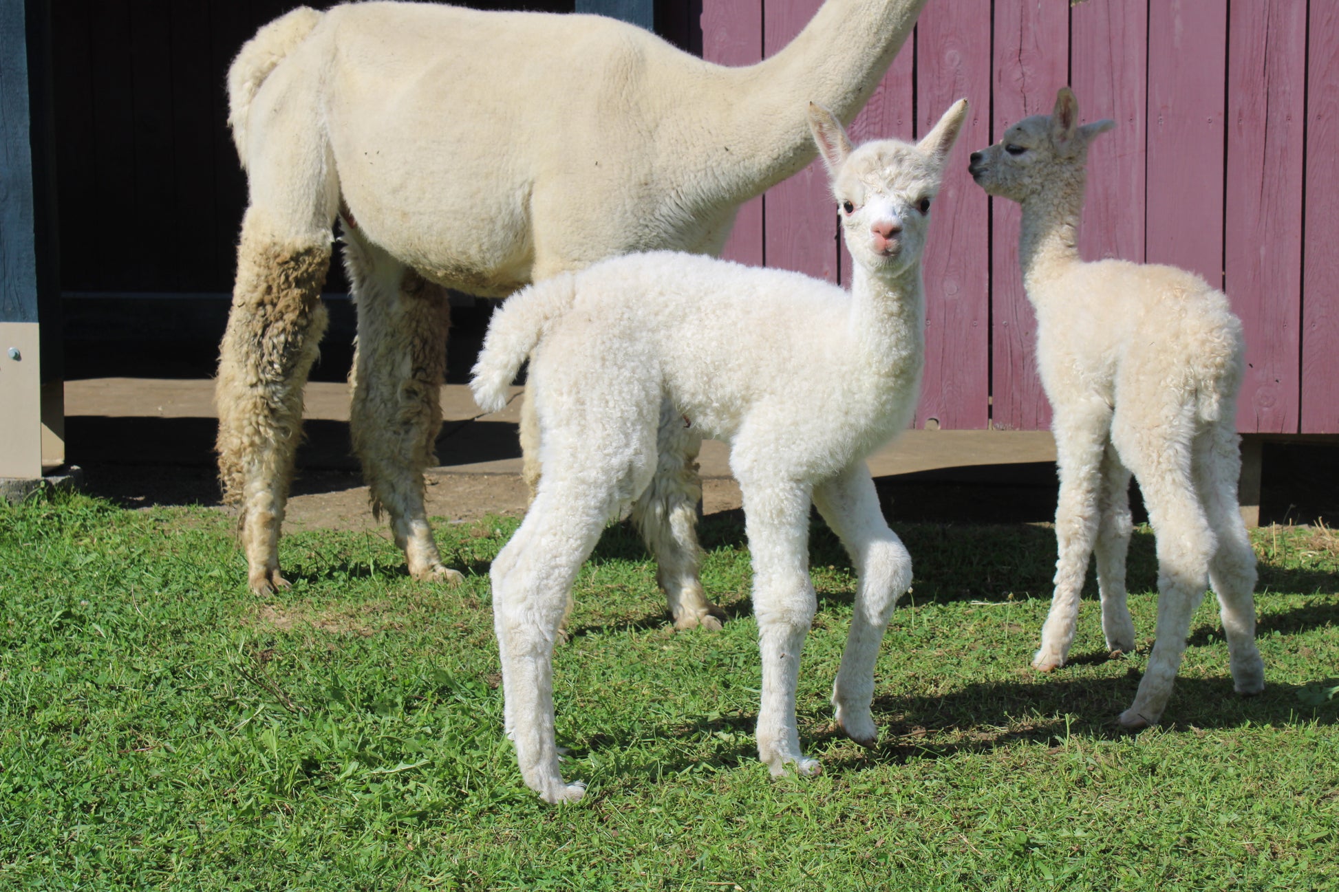 Noble Aucean's Eleven du DNA