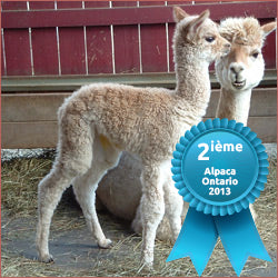 Senorita Ariva du DNA