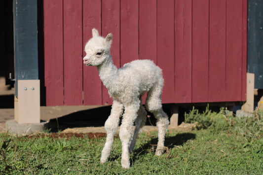 alpaga Aublica