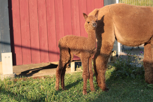 alpaga Ausaka