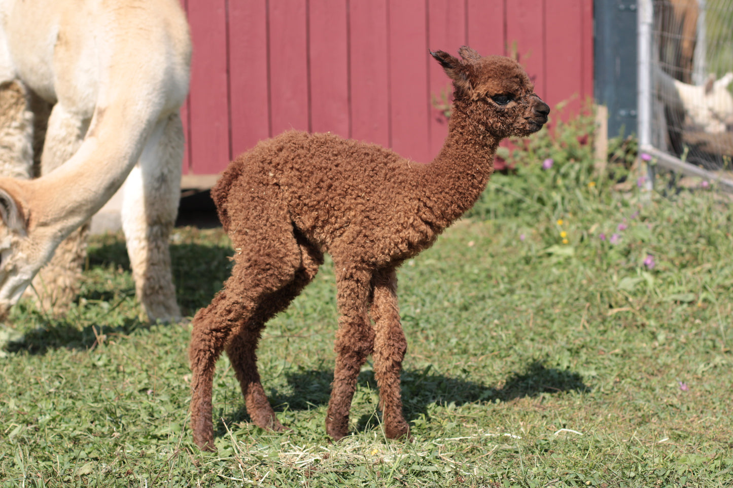 alpaga Kind of Magic