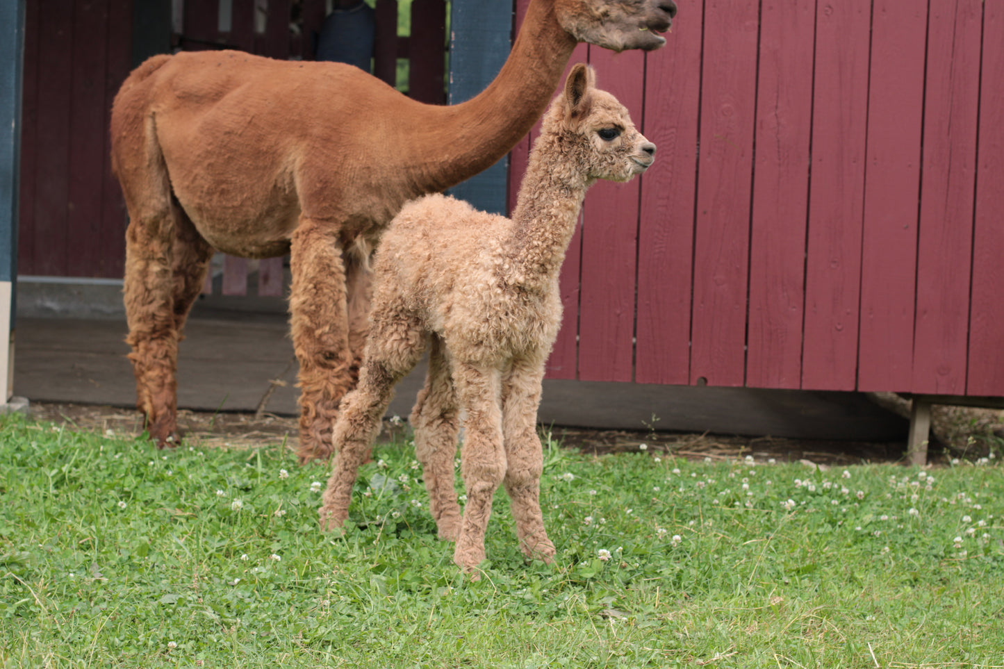 alpaga Miss Aethera du DNA