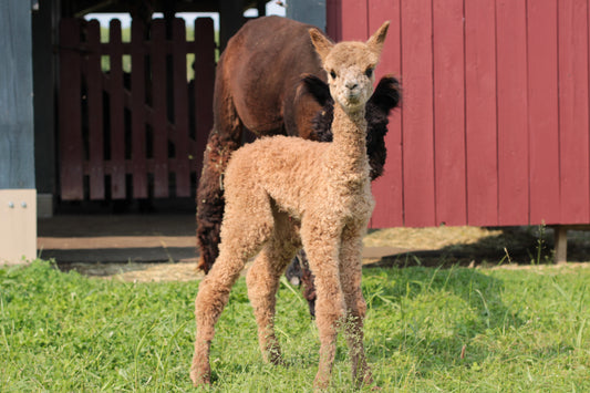 alpaga Miss Aleeta du DNA