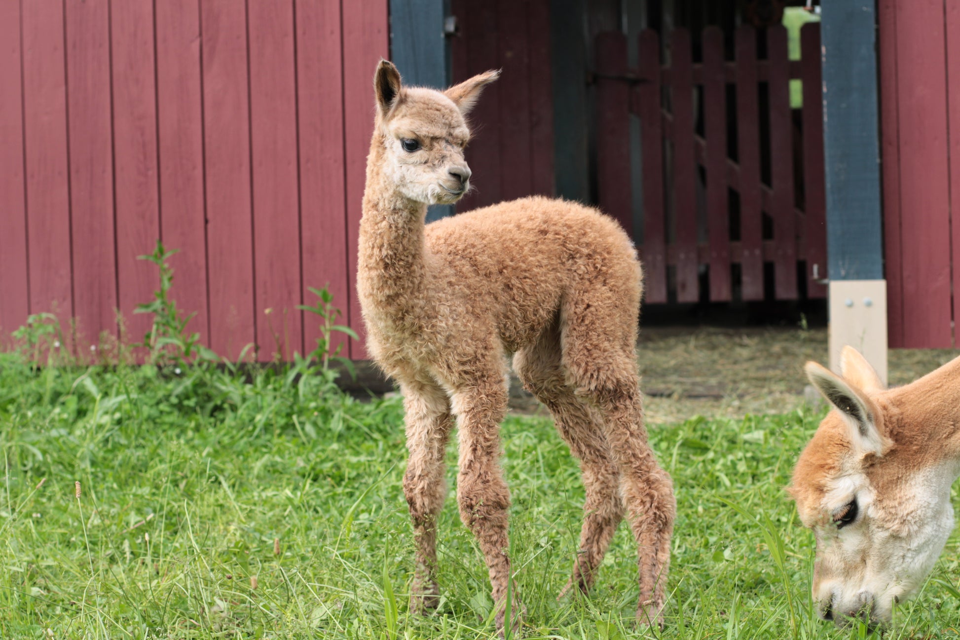 alpaga Miss Alluring Heart du DNA