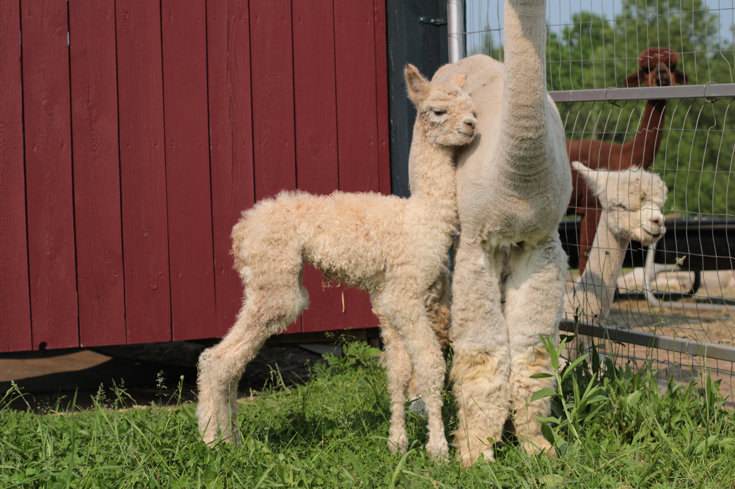 alpaga Miss Althea du DNA