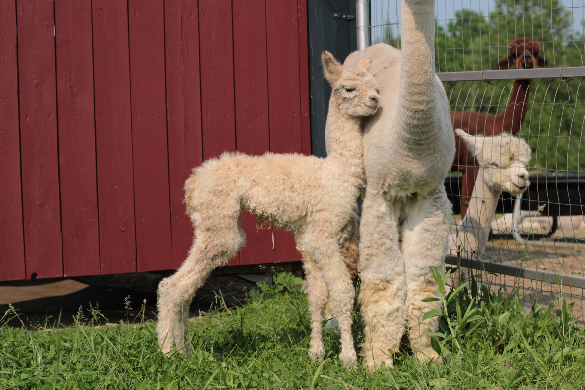 alpaga Miss Althea du DNA