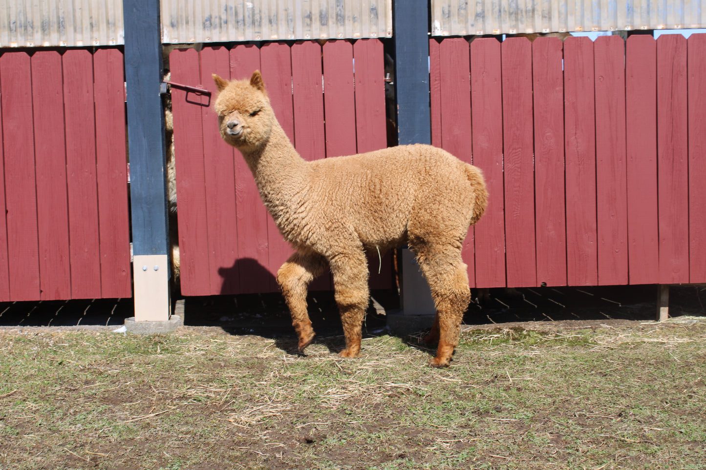 alpaga Miss Appyness du DNA