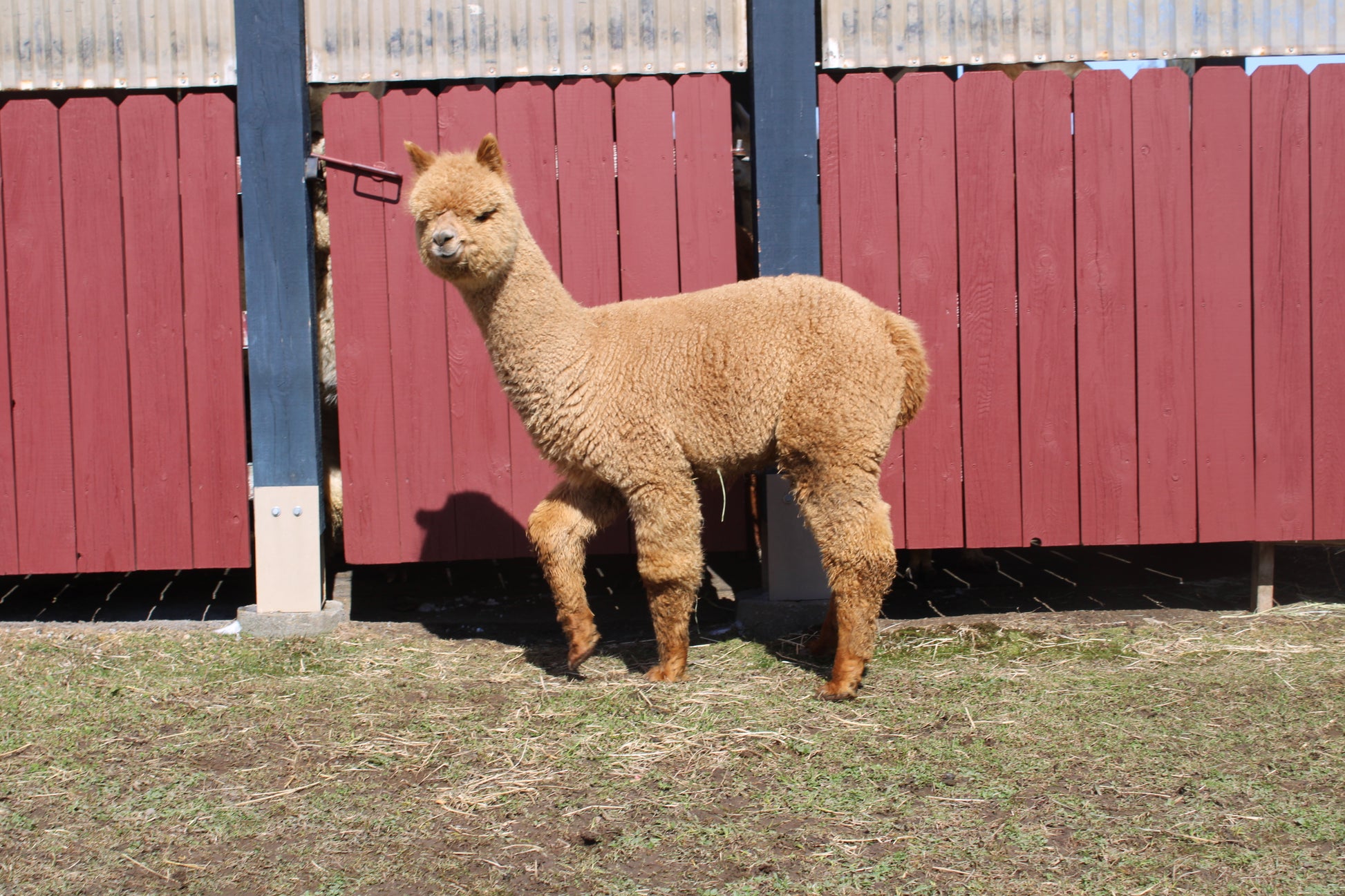 alpaga Miss Appyness du DNA