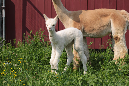 alpaga Miss Armonic Bells du DNA