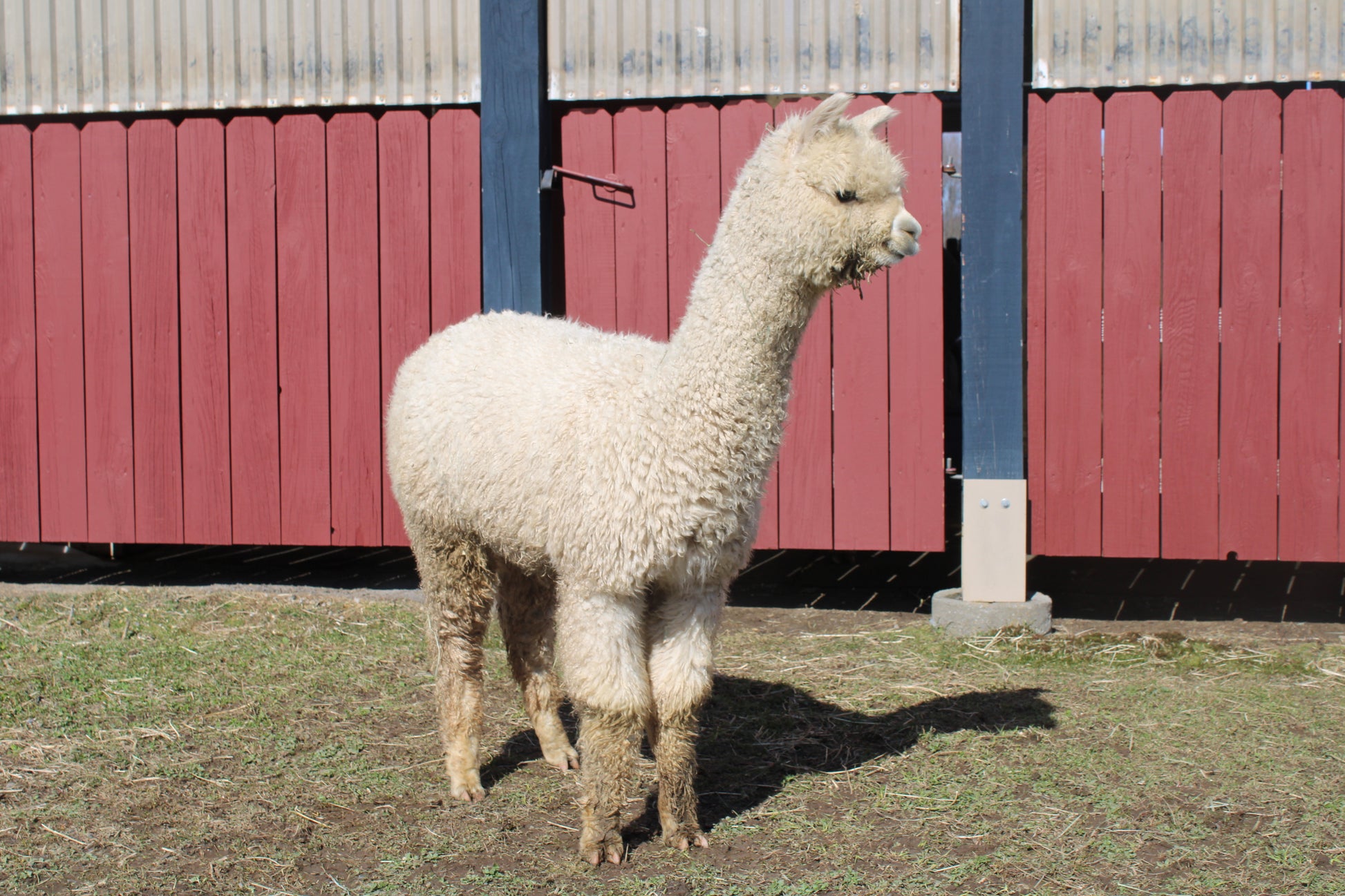 alpaga Miss Artemisa du DNA