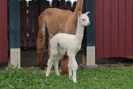 alpaga Miss Arthefacte du DNA