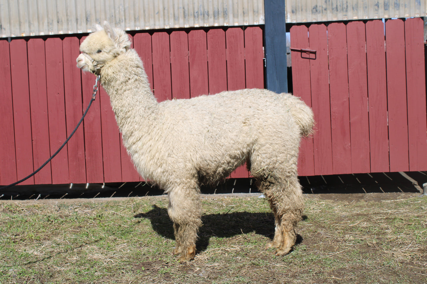 alpaga Miss Aylégance du DNA