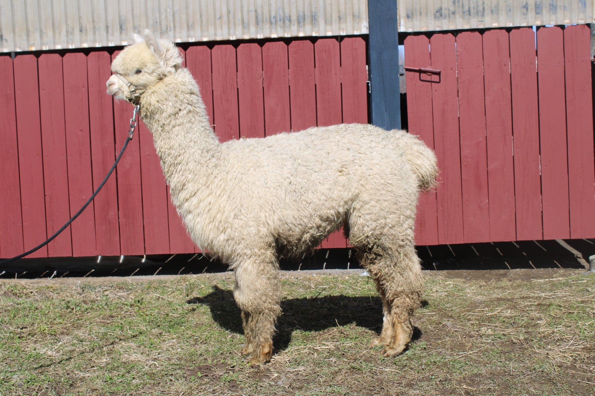 alpaga Miss Aylégance du DNA