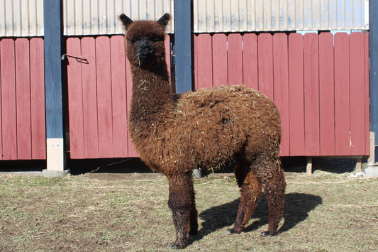 alpaga Moka's Lindor