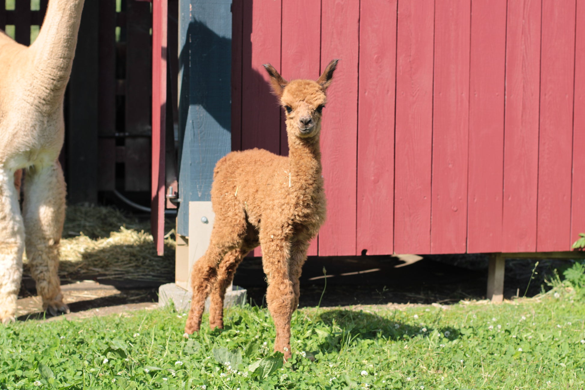 alpaga Noble Abyss du DNA