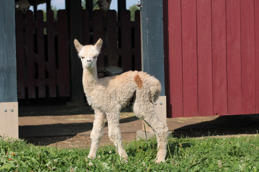 alpaga Noble Amador du DNA