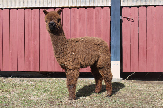 alpaga Noble Andean Treasure du DNA