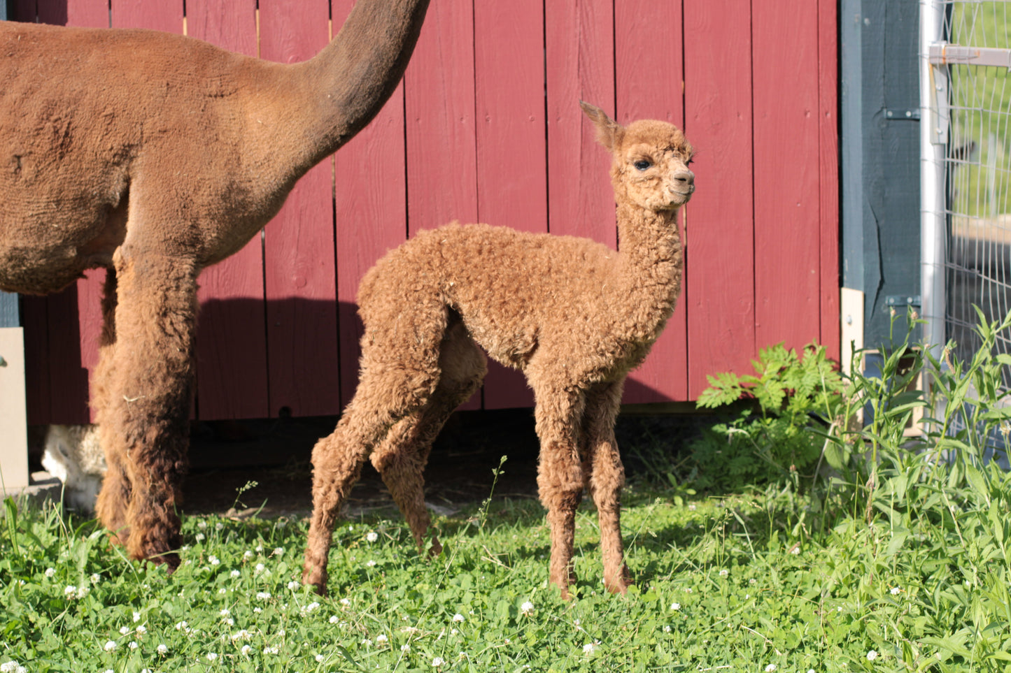 alpaga Noble Aperol Spritz du DNA