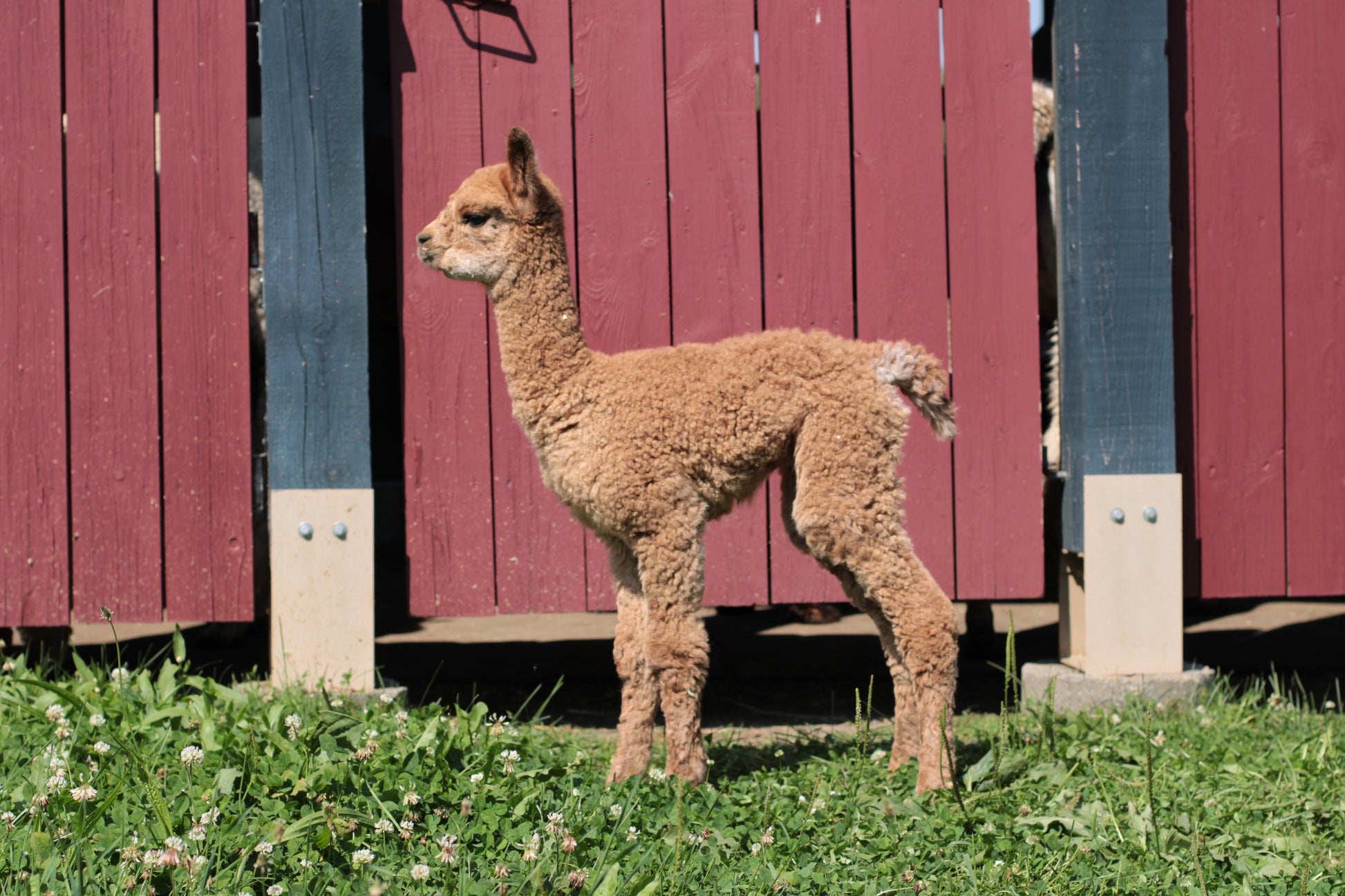 alpaga Noble Aucean Drift du DNA