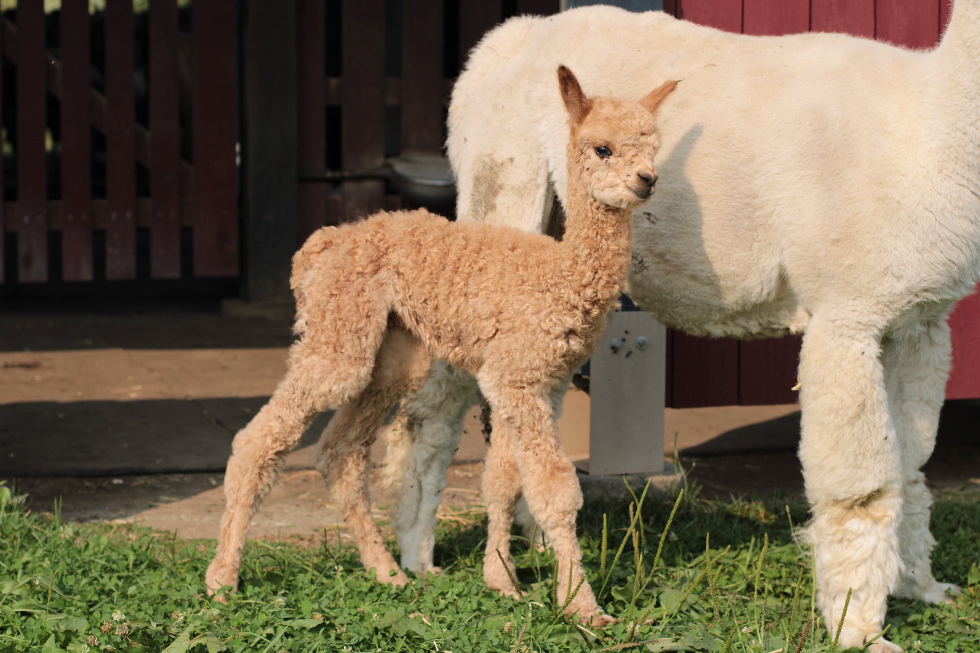 alpaga Noble Aucean Gale